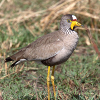 Wattled Lapwing